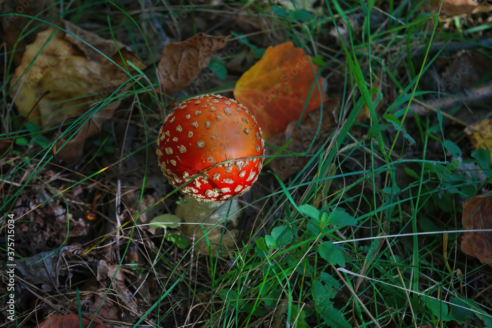 Poisonous Amanita muscaria mushrooms grow up in a autumn forest. Poisonous Amanita muscaria mushrooms grow up in a autumn forest.
