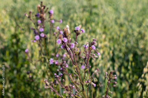 Close up of flowers of thistle in front of a oat field