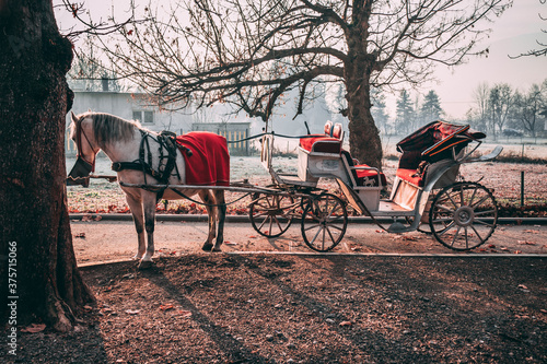 Horse standing still and carriage behind it. Amazing colors of Autumn