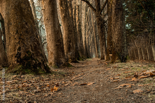 Long Path in a forest in Autumn