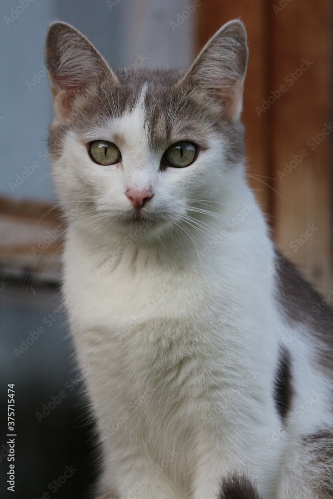 Adorable white-gray cat with expressive gaze of yellow-green golden eyes in daylight outside the house. Close-up portrait of a beautiful cat with a piercing gaze. Adorable white-gray cat with expressive gaze of yellow-green golden eyes in daylight outside the house. Close-up portrait of a beautiful cat with a piercing gaze.