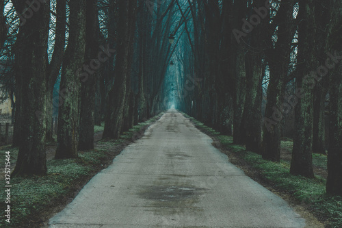 Long Path through a forest