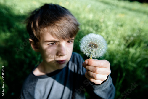 Boy examines a dandelion flower photo