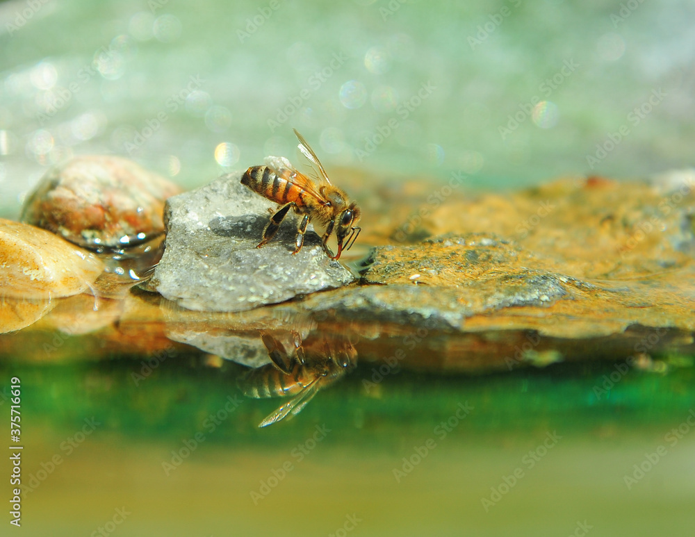 honey bee drinking water from bird bath on hot summer day honey bee drinking water from bird bath on hot summer day
