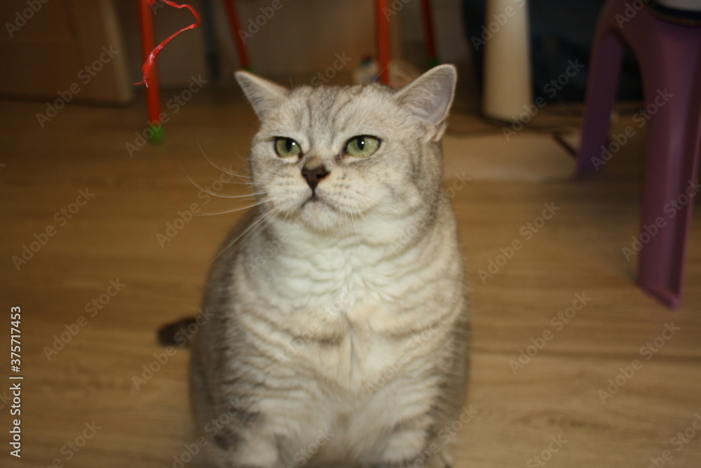 beautiful silver scottish straight cat