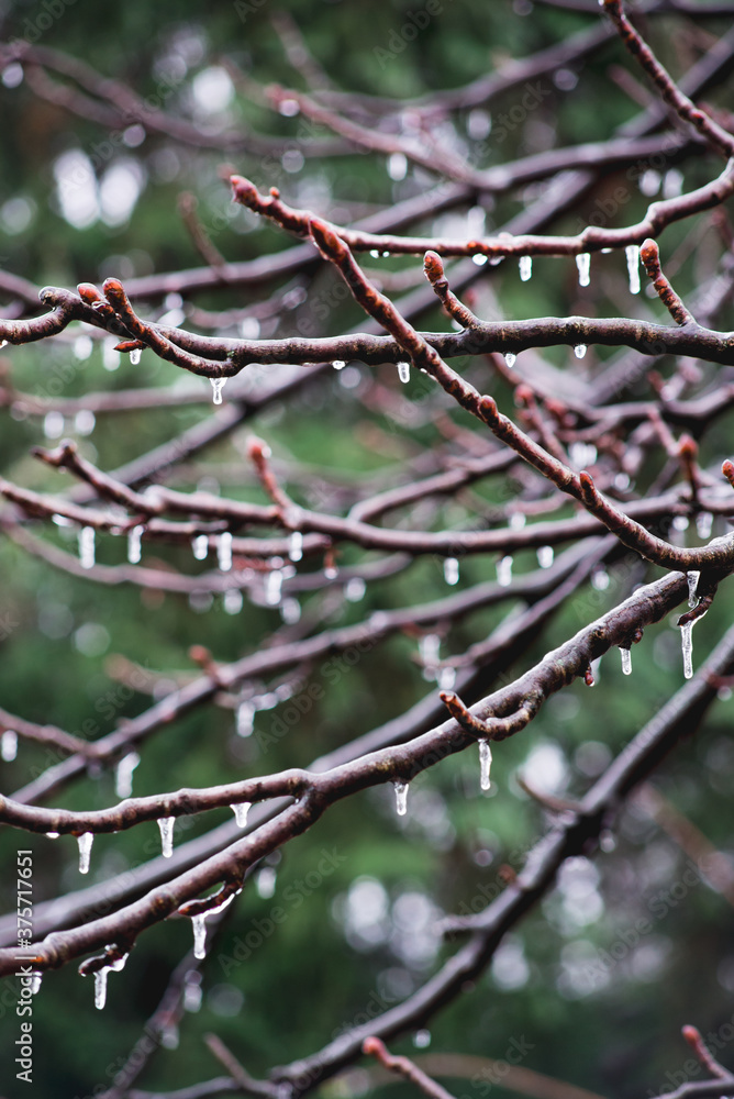 Frozen tree branches Frozen tree branches