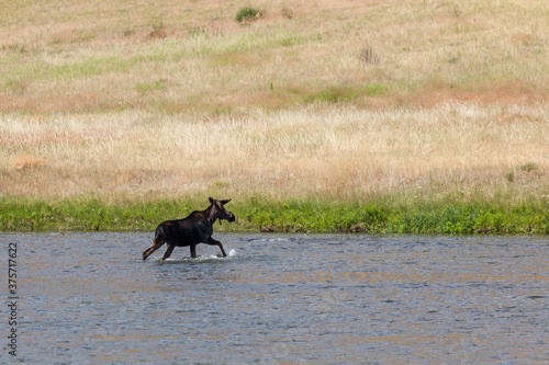 Moose in the Madison River