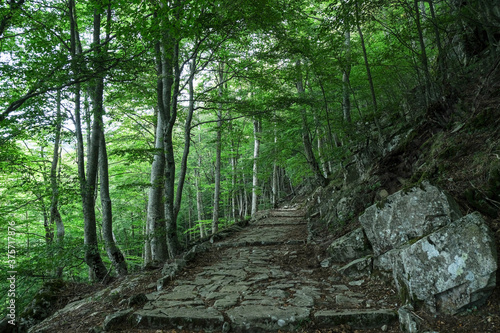 Green mountain forest trekking pathway Beech trees trail background