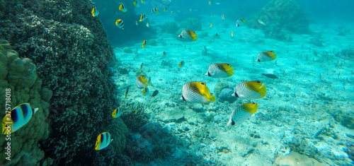 Fototapeta Naklejka Na Ścianę i Meble -  School of yellow tropical fish underwater in Bora Bora coral reef