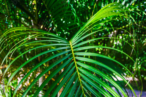 Palm leaf. Patterns and texture of palm leaves. Macro.