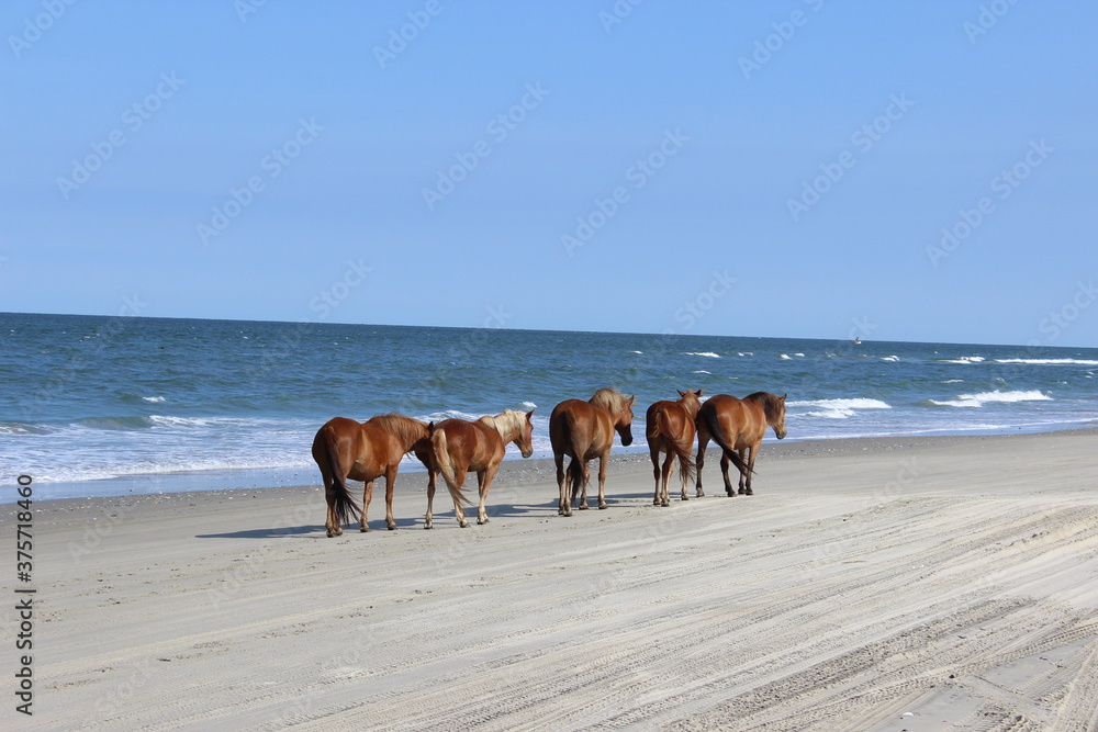 Wild Horses on the Beach