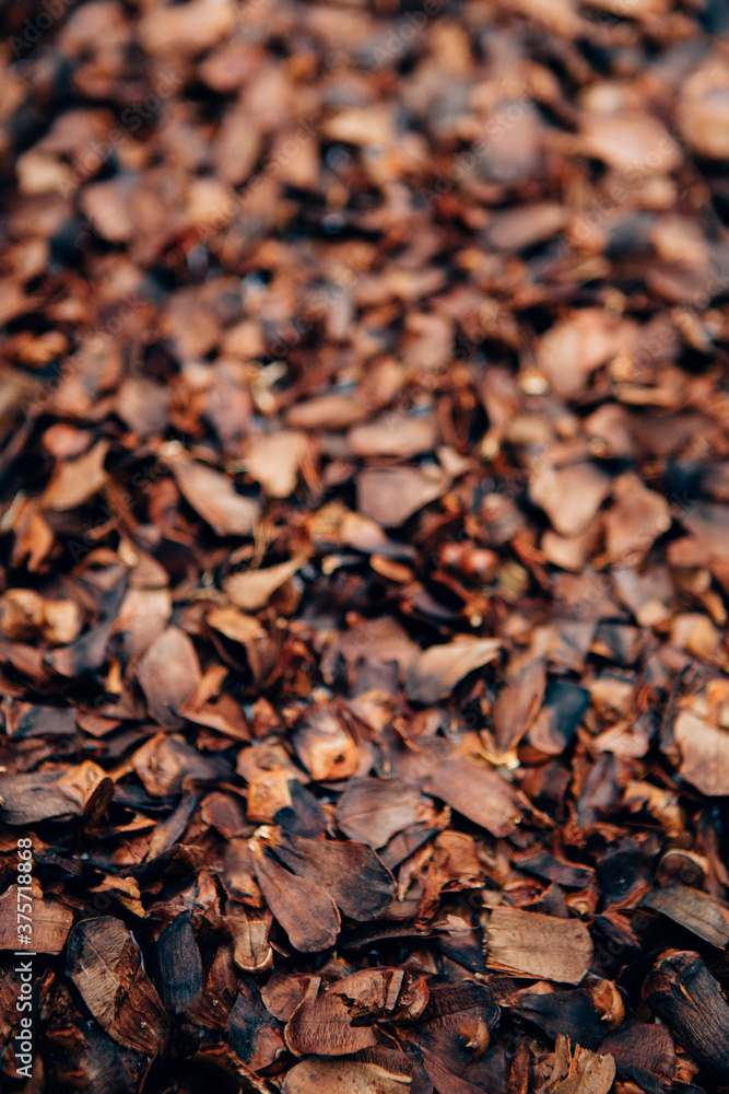 Crushed and broken pine cones, close up Crushed and broken pine cones, close up