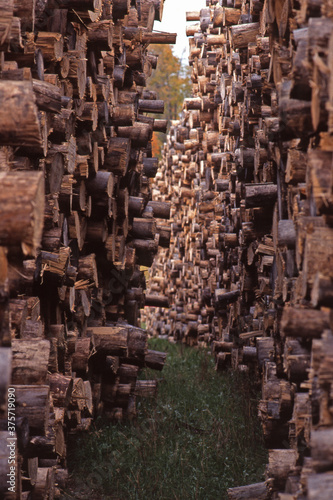 cut trees timber lumber stacked in a yard for processing photo