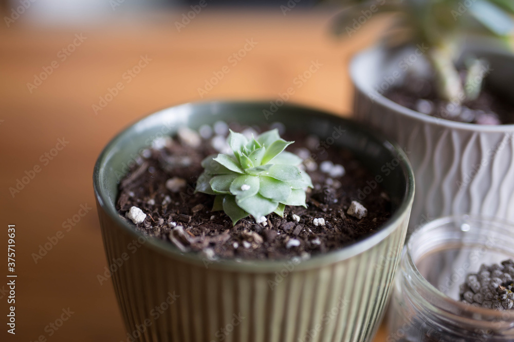 Succulents on the coffee table. Succulents on the coffee table.