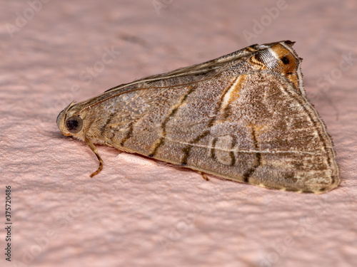 Underwing moth of the genus Eulepidotis photo