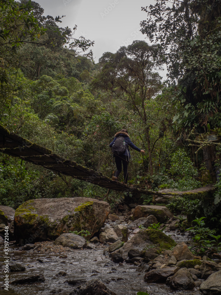 Obraz premium Person crossing a bridge waling in a forest with a tropical environmet in vale del cocora (cocora valley), in salento, colombia