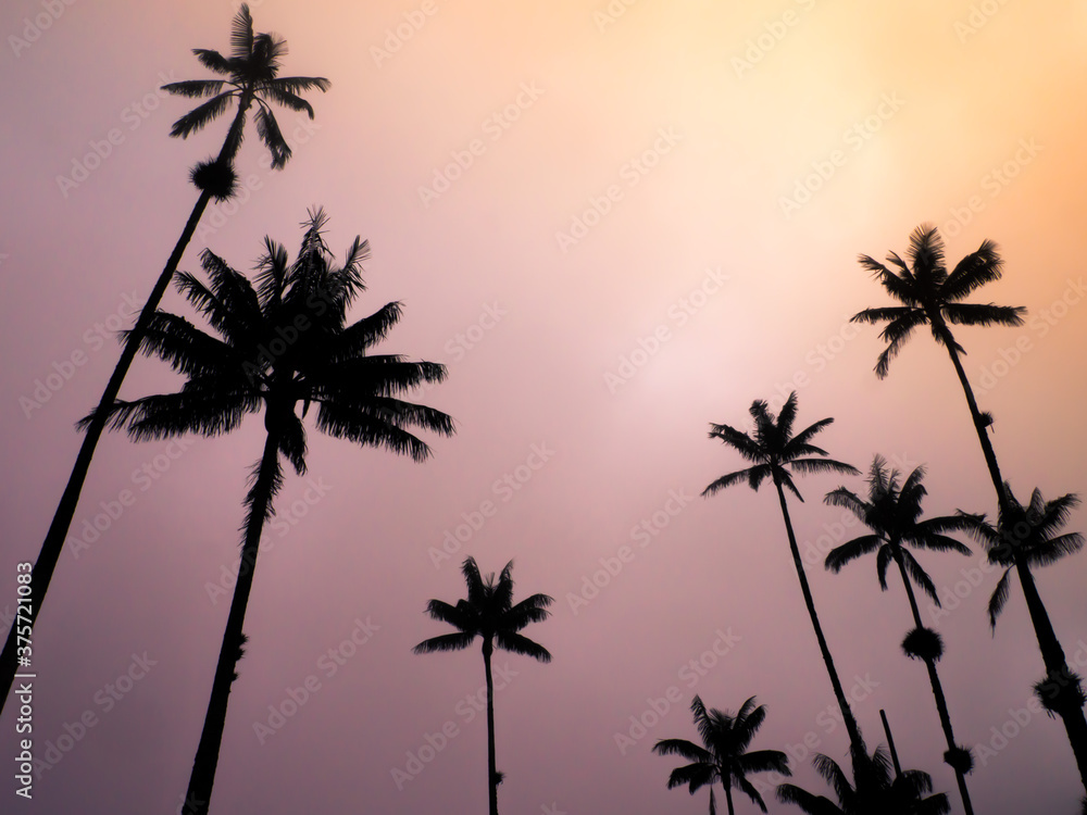 Palm trees tropical silhouette landscape with a beautiful orange and pink sunset sky during summer