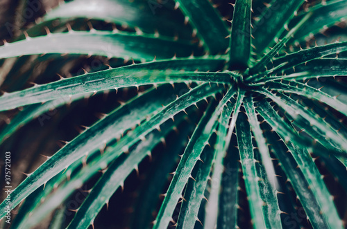 Closeup of dark green spiky cactus like plant; abstract background detail photo