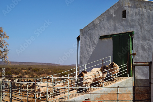 Ram castration
