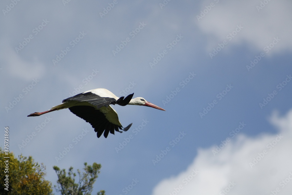 Cigüeña en vuelo Cigüeña en vuelo