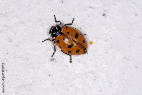 Obraz na plátne Convergent Lady Beetle of the species Hippodamia convergens