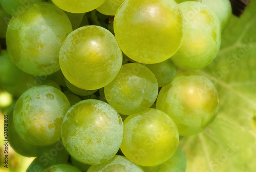 Tableau sur toile chardonnay grapes close up