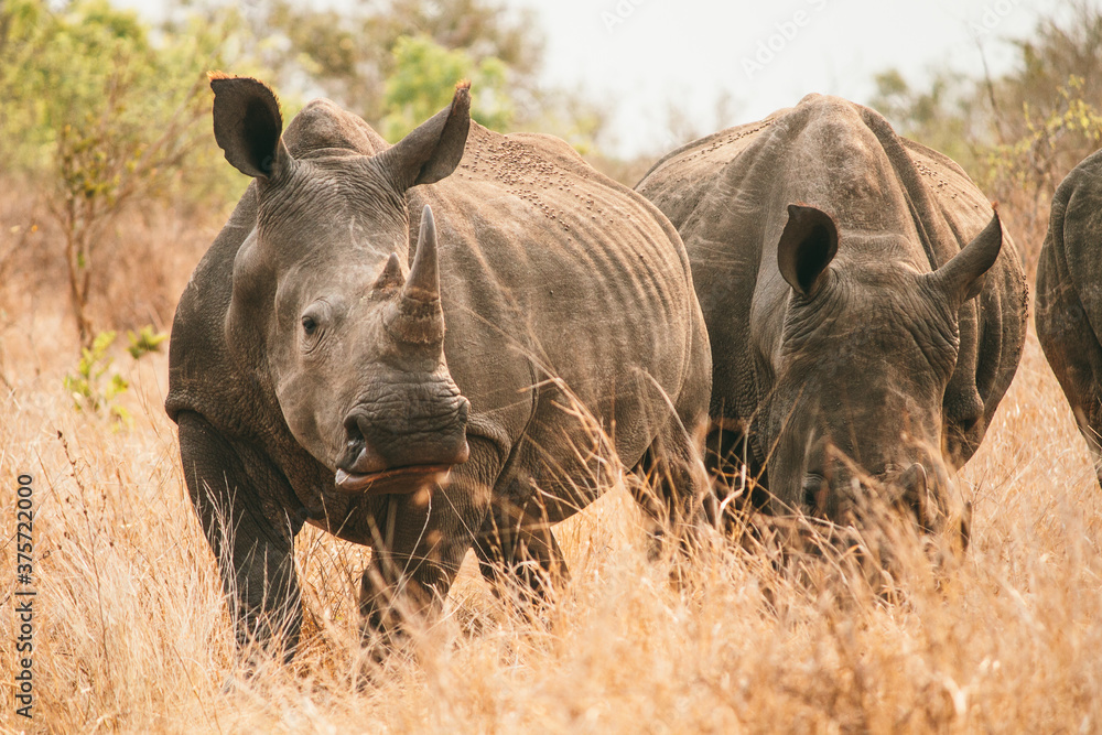 White rhinos on African savanna White rhinos on African savanna