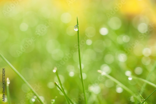 dew drop on blade of grass