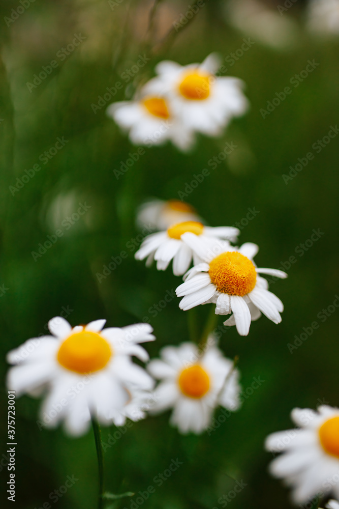 Obraz premium daisies on a dark, grain background. Flowers with white petals with a yellow center on a green stem. Dark background Summer is a wonderful time of the year. Field of daisies.