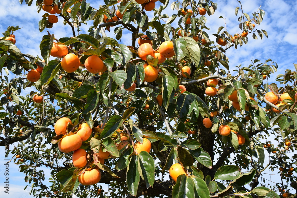 オレンジ色の柿の実