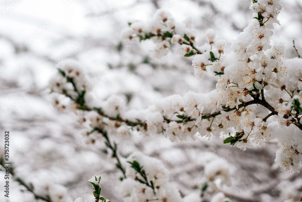 Snow-covered Spring tree