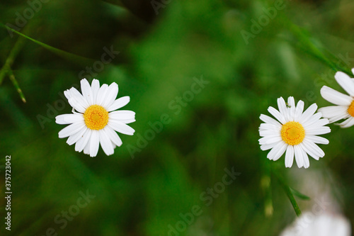 daisies on a dark  grain background. Flowers with white petals with a yellow center on a green stem. Dark background Summer is a wonderful time of the year. Field of daisies.