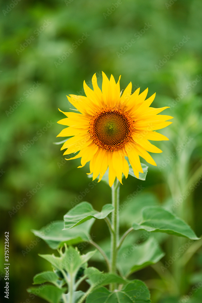 portrait of sunflower.