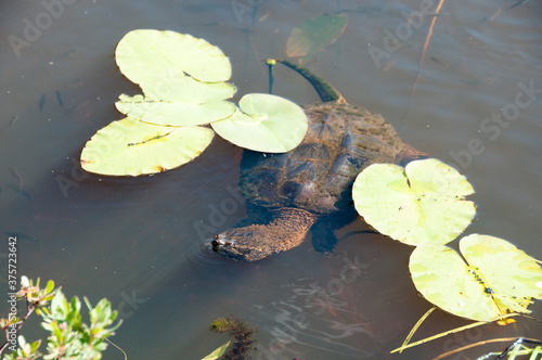 Turtle Snapping turtle photo. Snapping turtle in the foggy water displaying its turtle shell, head, paws with foliage and rock at the bottom of the river with lily pads and minnow in its habitat.