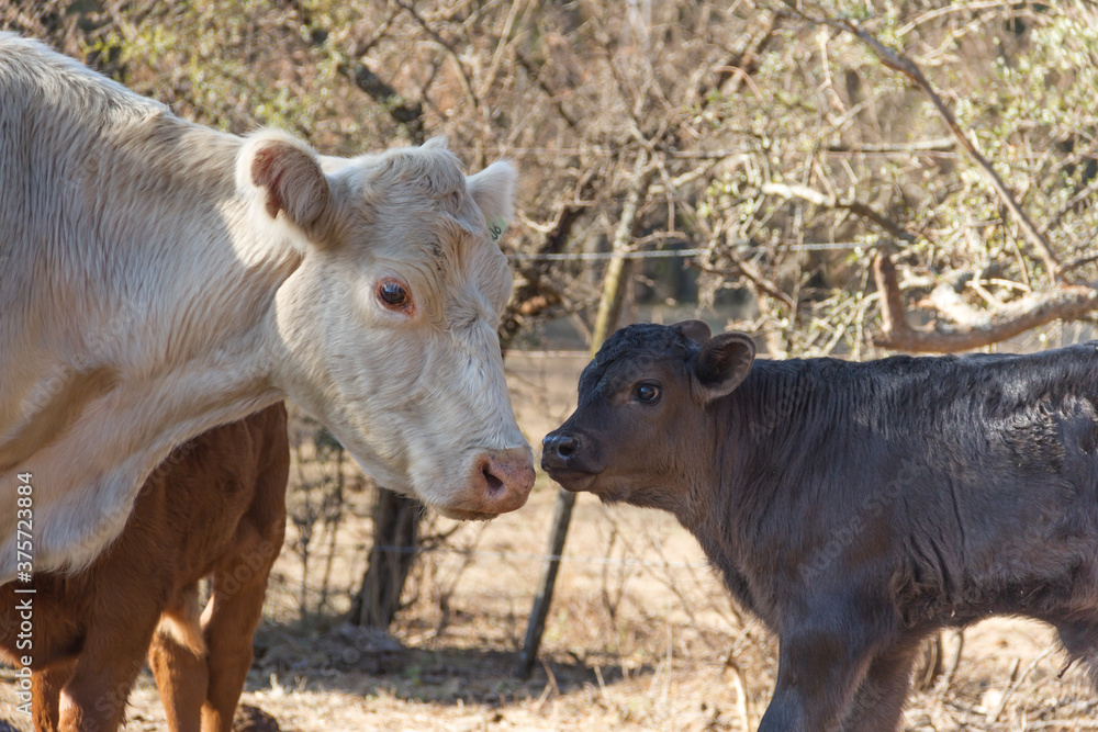 Fototapeta premium brangus cows and calves in the Argentine countryside