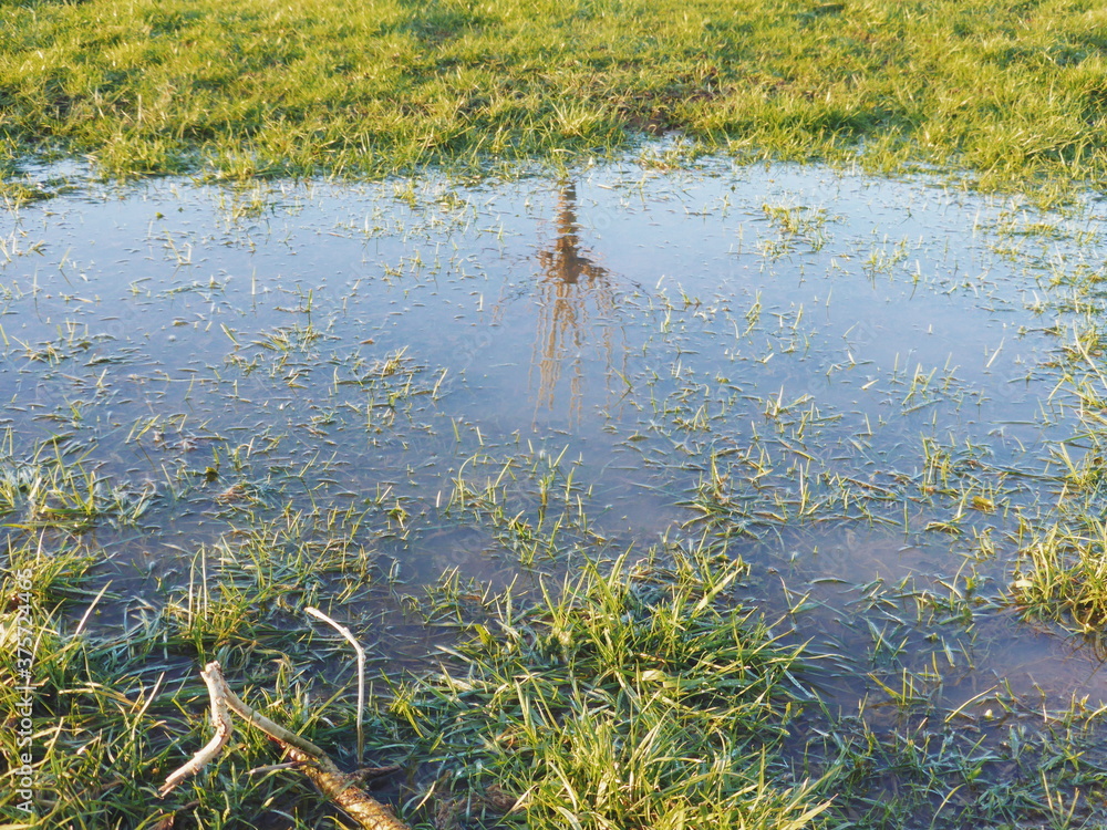 Small willow tree reflected in a flooded grass field Small willow tree reflected in a flooded grass field