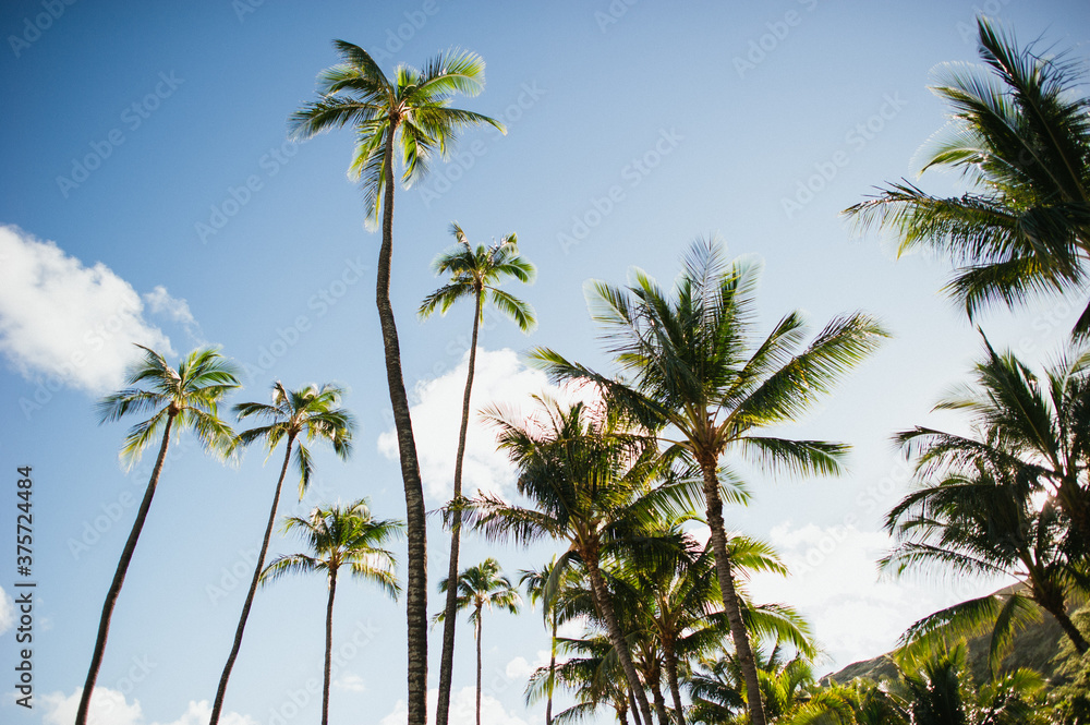 Palm Trees and blue sky in Oahu Hawaii Palm Trees and blue sky in Oahu Hawaii