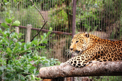 an African leopard. leopard in captivity. Big spotted cat.
