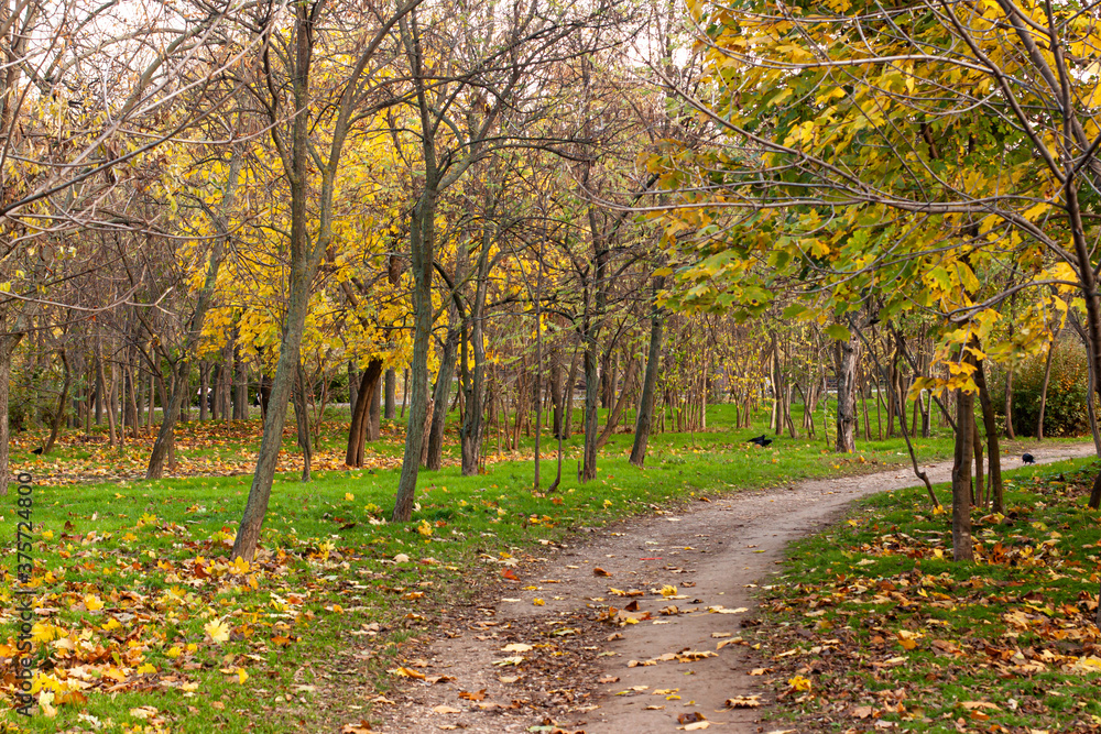 Autumn landscape of falling natural yellow orange leaves on trees. Background and banner concept with copy space Autumn landscape of falling natural yellow orange leaves on trees. Background and banner concept with copy space