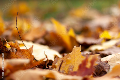 Autumn landscape of falling natural yellow orange brown leaves bokeh on trees. Blurred background and banner concept with copy space