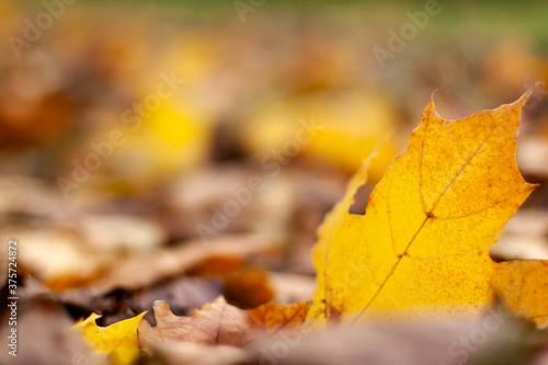 Autumn landscape of falling natural yellow orange brown leaves bokeh on trees. Blurred background and banner concept with copy space