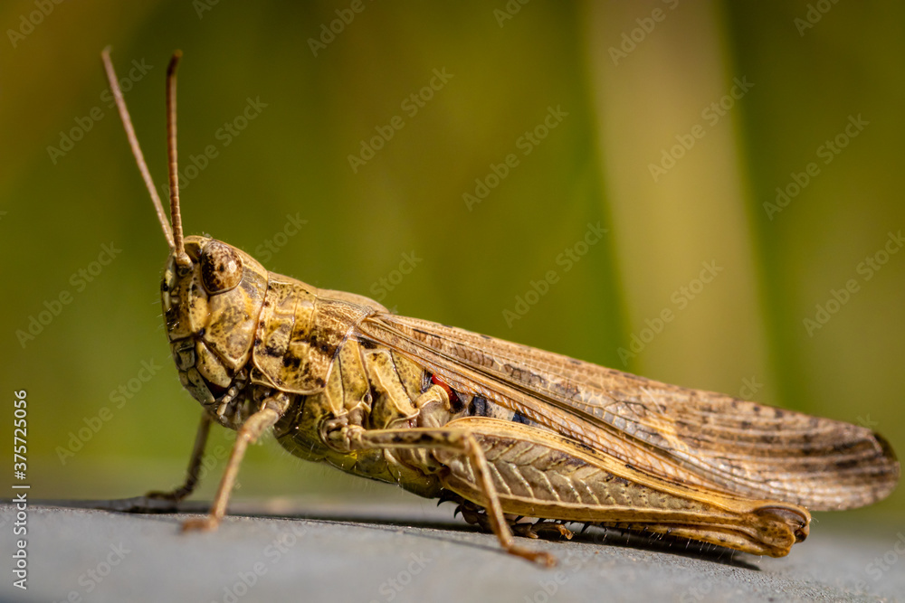 Detailed locust close-up Detailed locust close-up