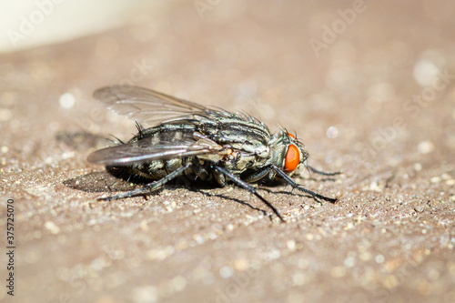 Common flesh fly (Sarcophaga carnaria)