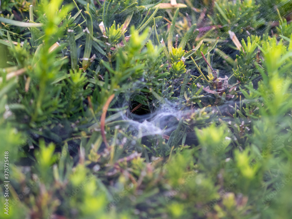 web on leaves web on leaves