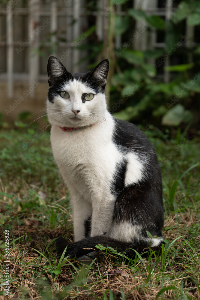 black and white cat