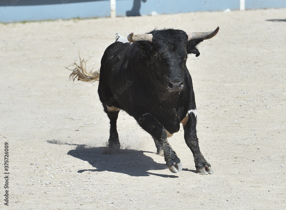 spanish black bull with big horns on the spectacle of bullfight spanish black bull with big horns on the spectacle of bullfight