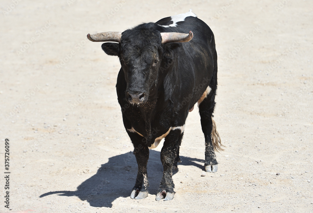 spanish black bull with big horns on the spectacle of bullfight spanish black bull with big horns on the spectacle of bullfight