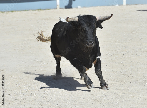 spanish black bull with big horns on the spectacle of bullfight