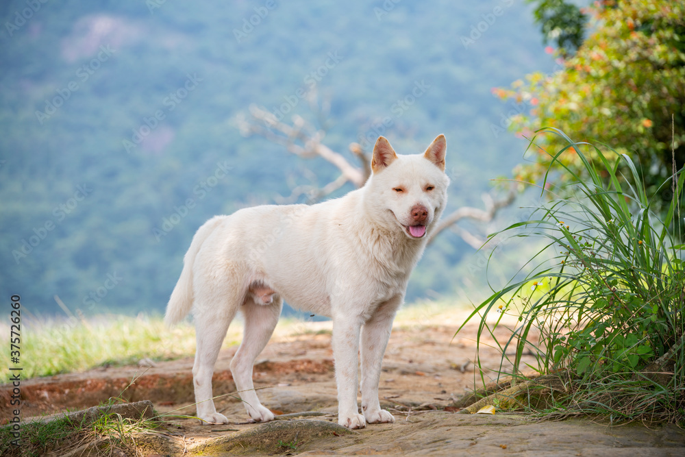 A white Chinese garden dog A white Chinese garden dog