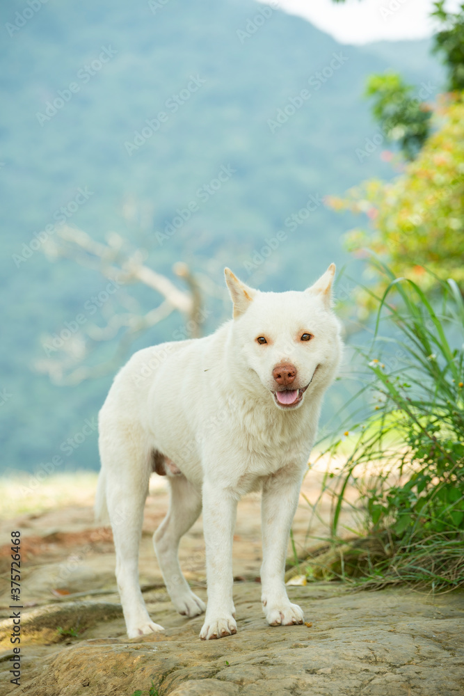 Obraz premium A white Chinese garden dog